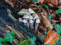 Gruppe kleiner Pilze auf morschem Ast umgeben von Laub und Efeu